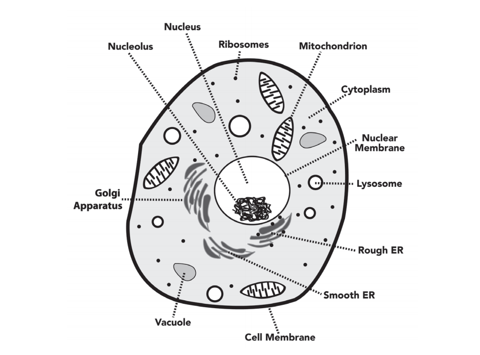 Eukaryotic Cellular Division Process Alevel Biology