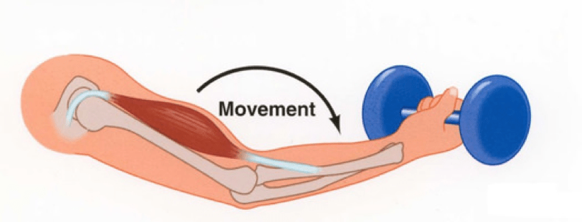 concentric-vs-eccentric-contraction-google-search-pnfstretching