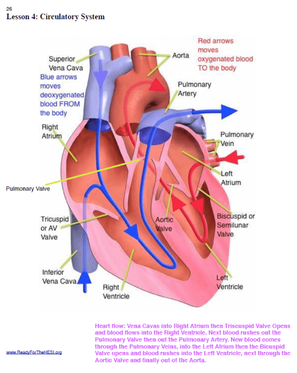 Anatomy And Physiology Cheat Sheet Pdf Anatomical Charts & Posters