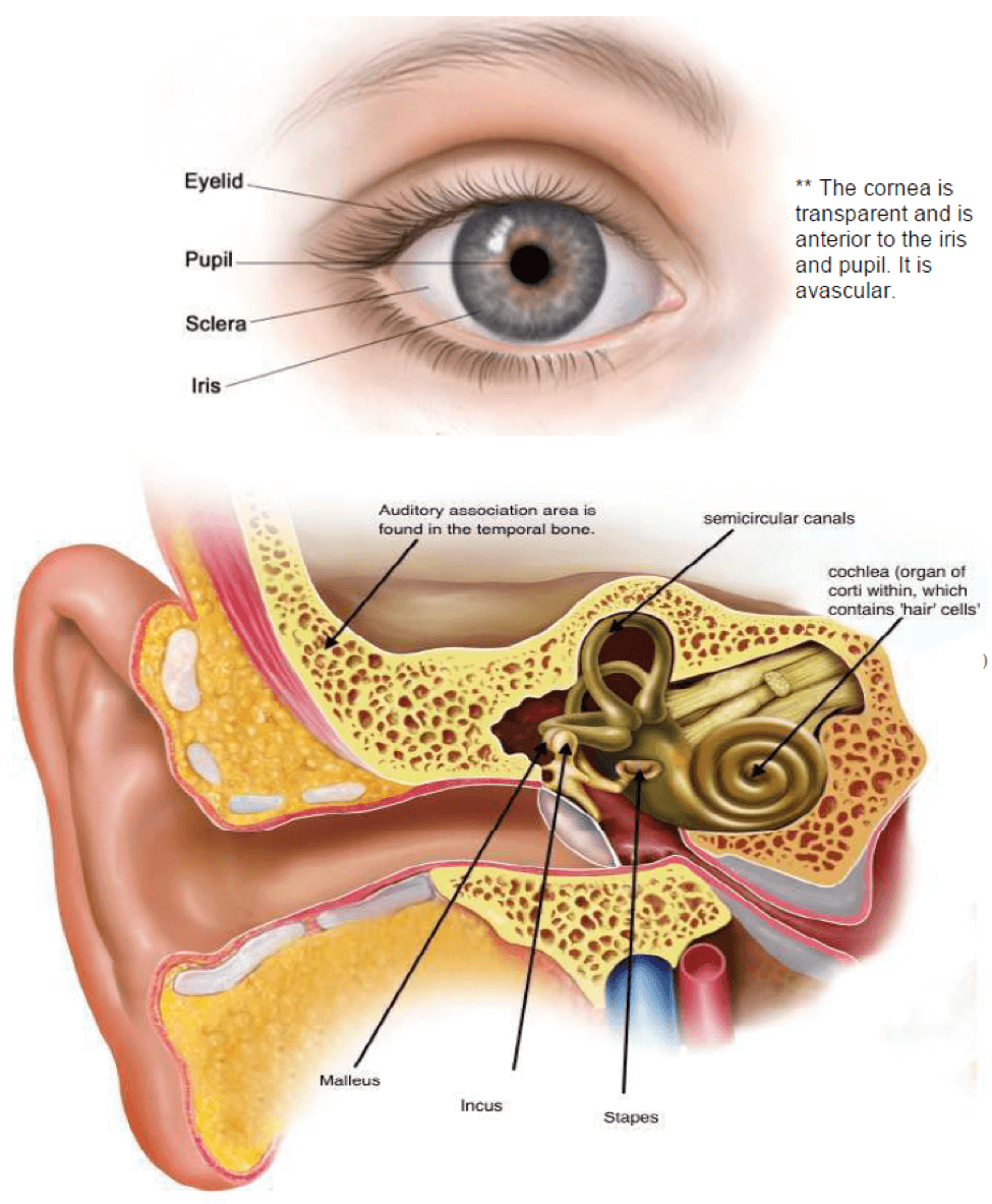 The Ultimate Guide to Scoring High on the HESI A2 Anatomy and