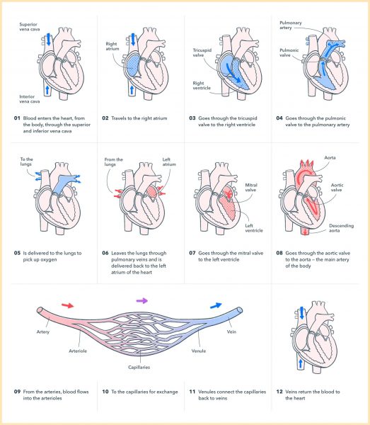 Anatomy and Physiology of the Human Heart | Pocket Prep