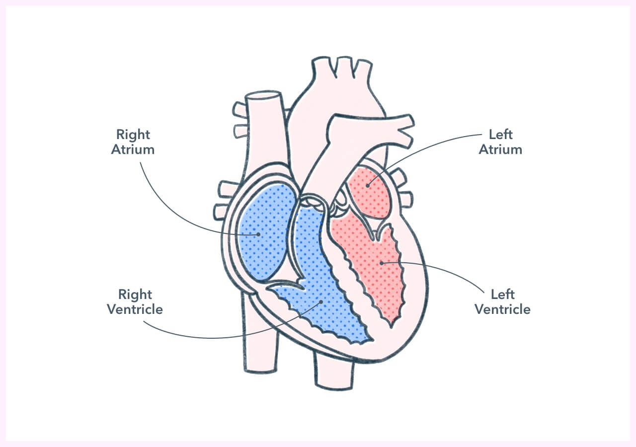 anatomy-and-physiology-of-the-human-heart-pocket-prep